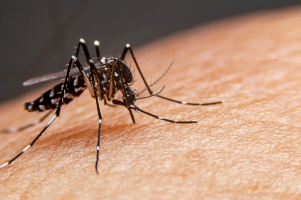 Diagnóstico da dengue e saúde pública: observar o presente para prever o futuro